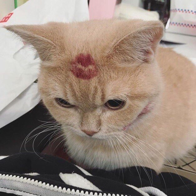 обожаю такие сохры♡