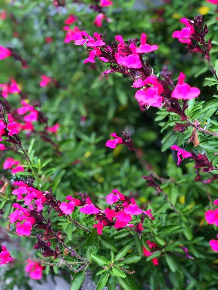 Cherry sage