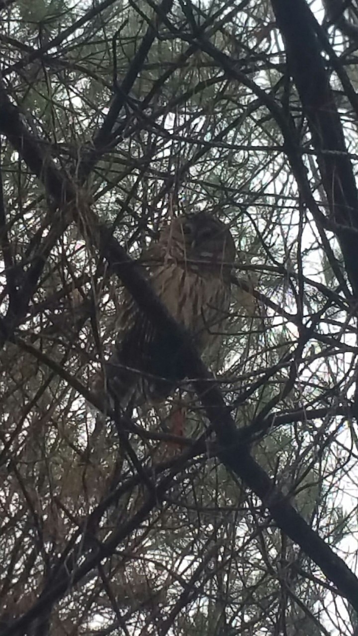 Barred Owl