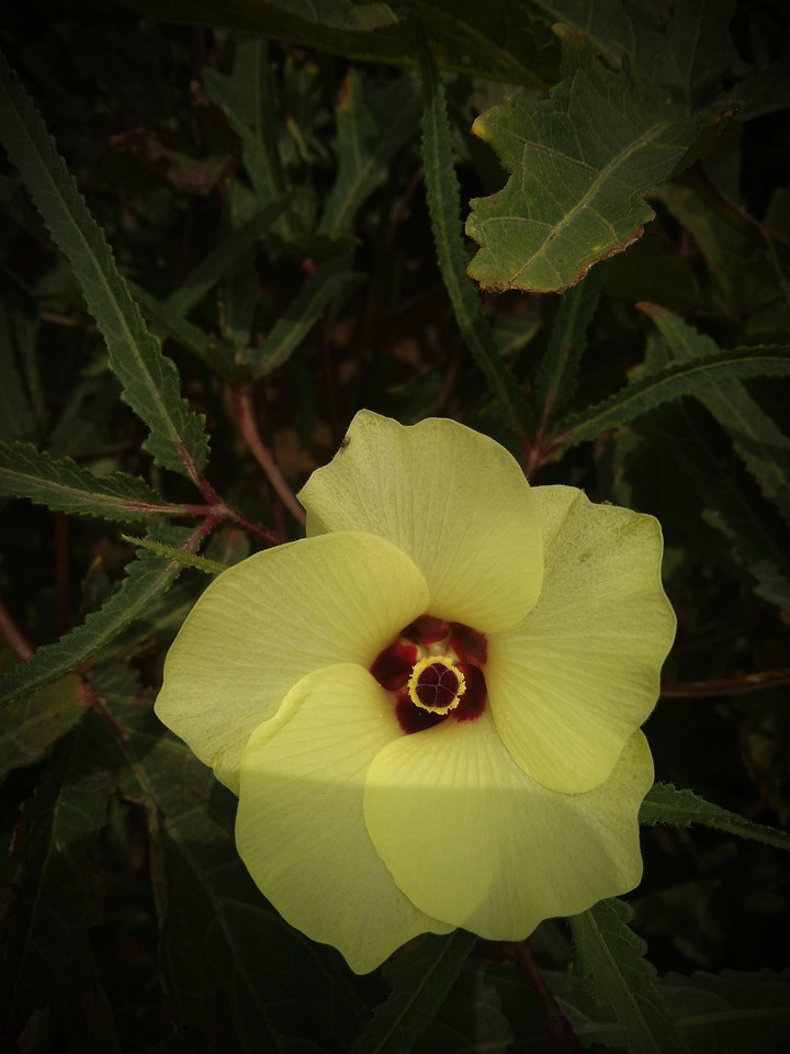 beautiful flower