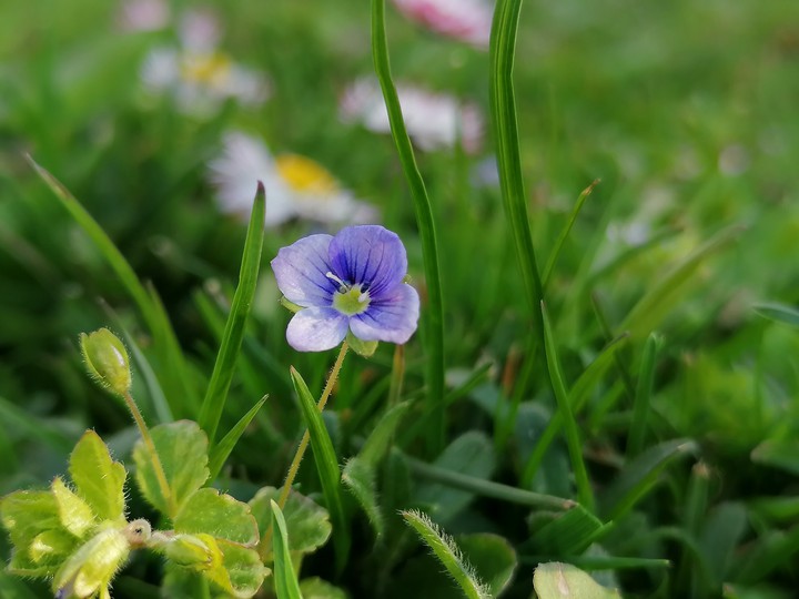 Beautiful flower?