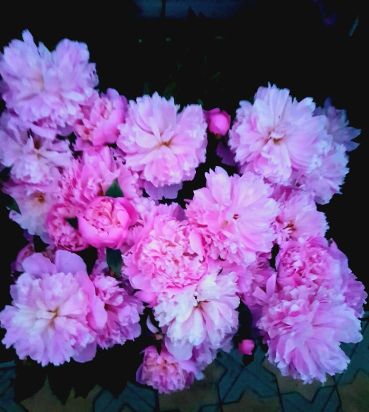 peonies