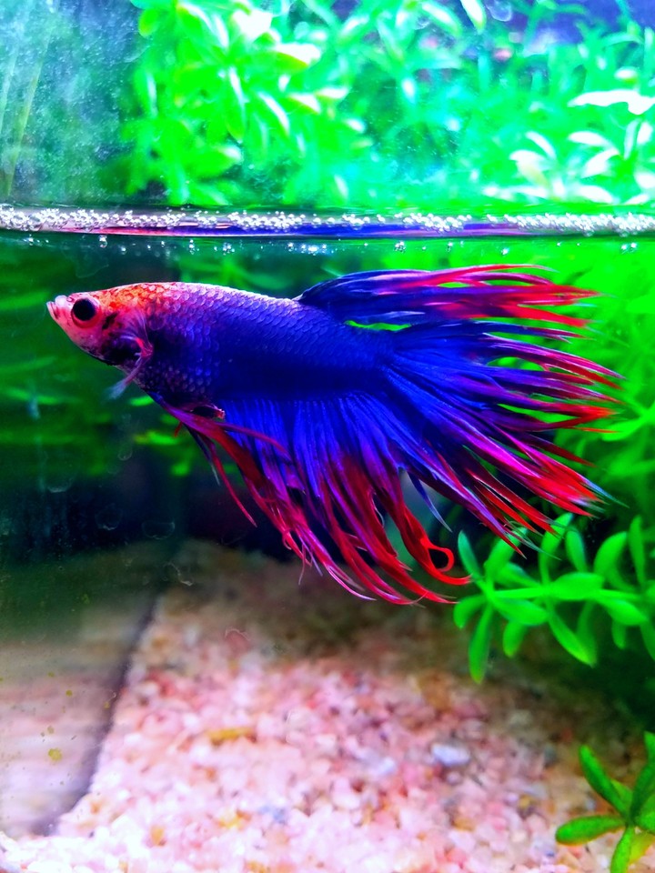 My Little Mermaid