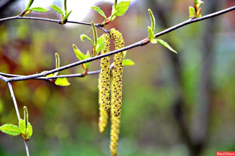 flower, tree Hintergrundbilder