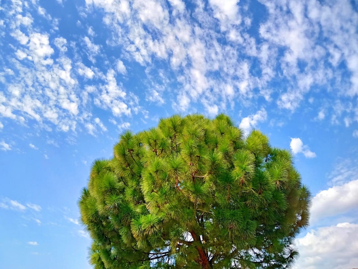 Sky and tree