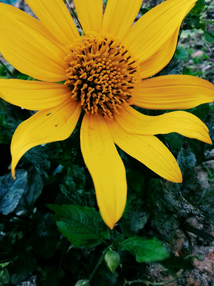 As flores.