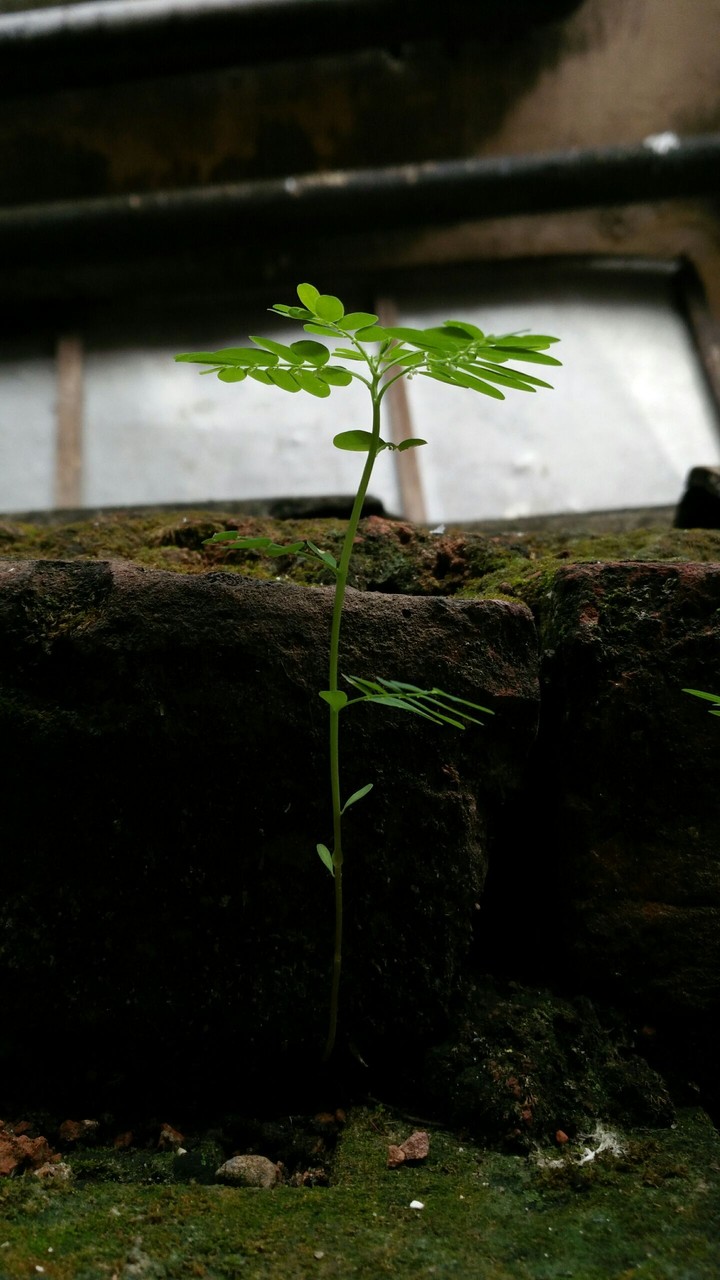 green