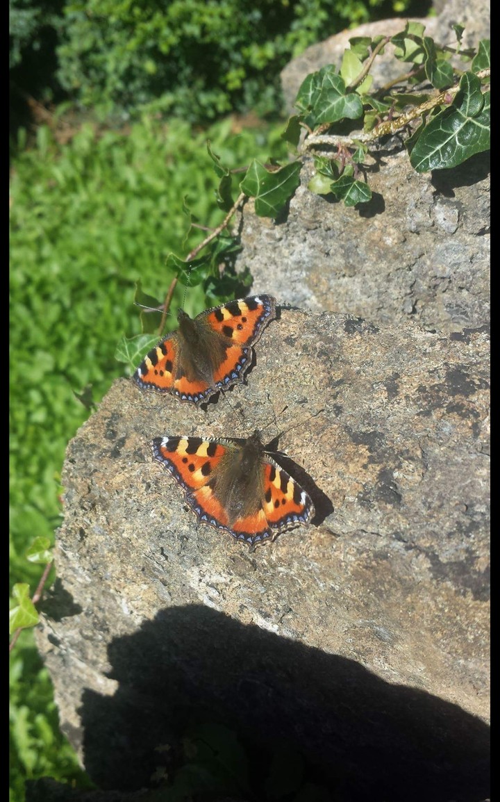butterflies