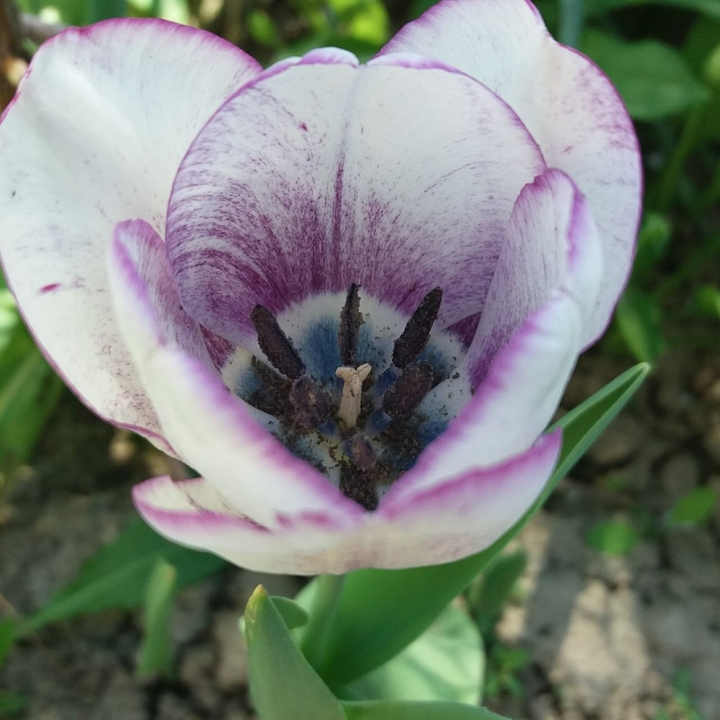 beautiful flower