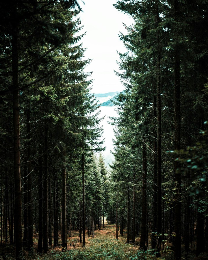 jungle
