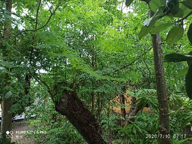 green garden