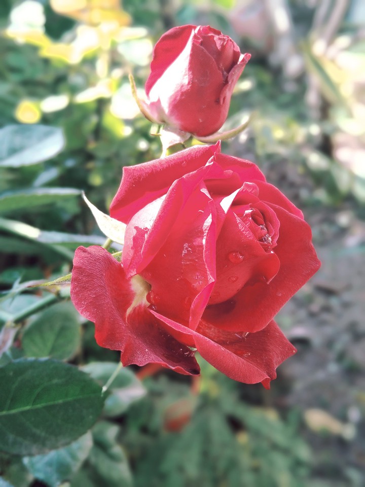 Rose