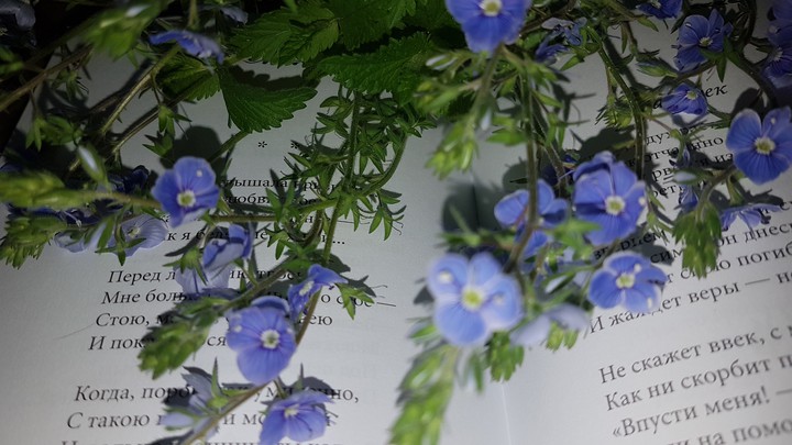 открытая книга