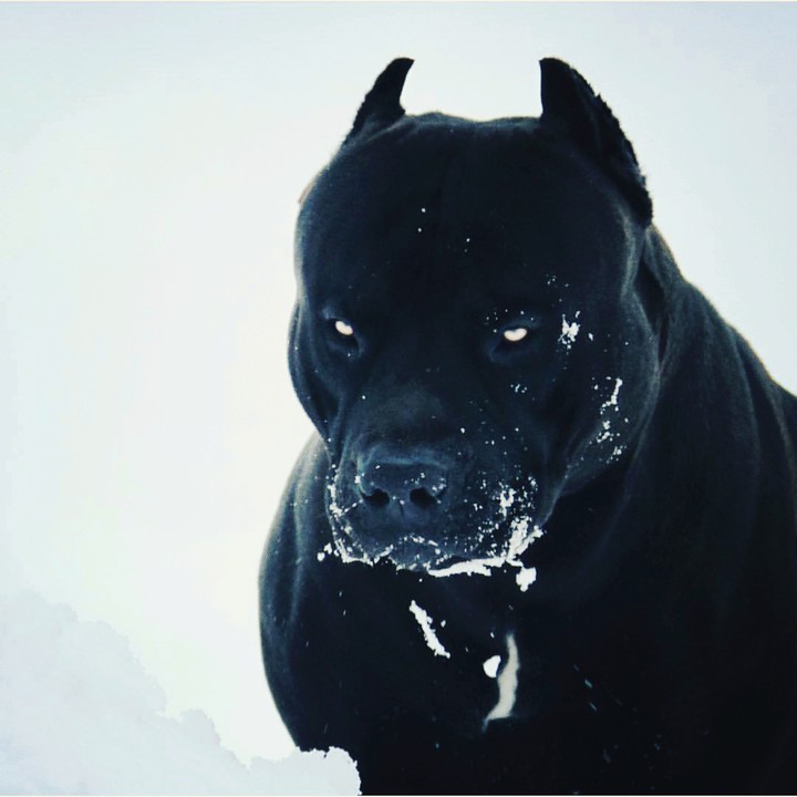THE BLACK DEVIL