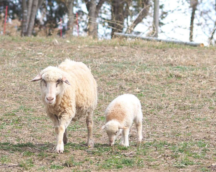 sheeps