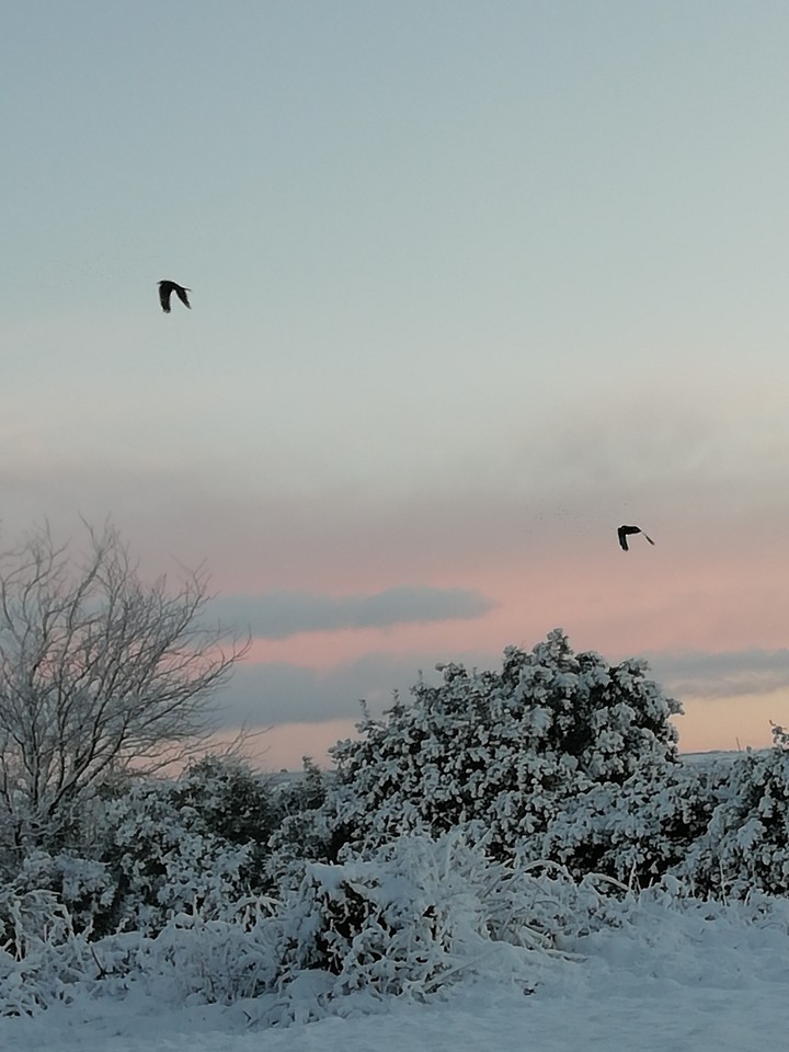 birds in snowy morning