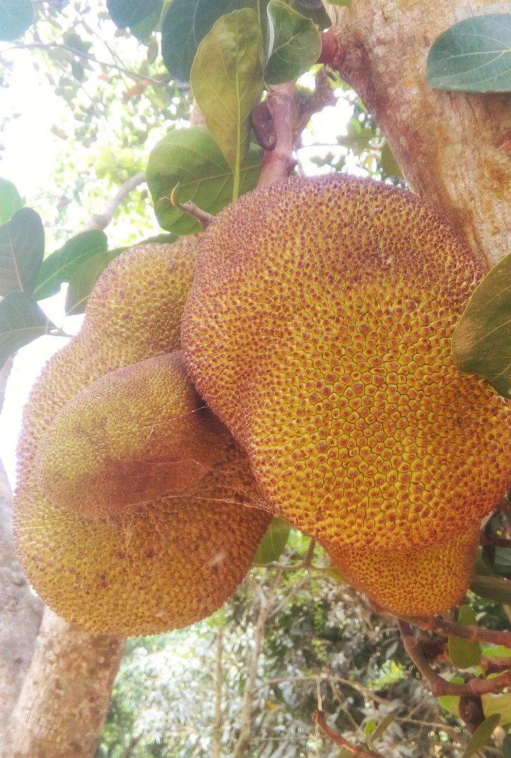 Jackfruit