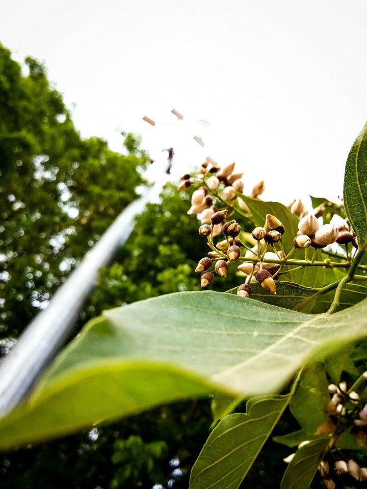 Flower buds are ready for action!