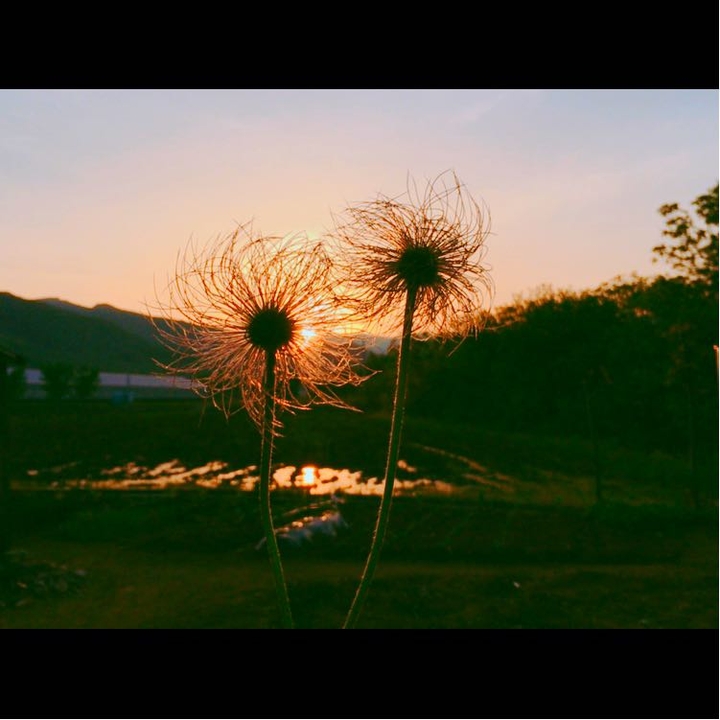 flower?