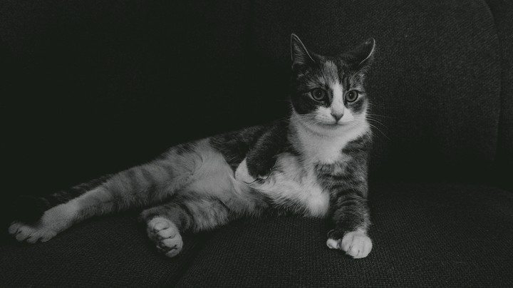 It's a cat