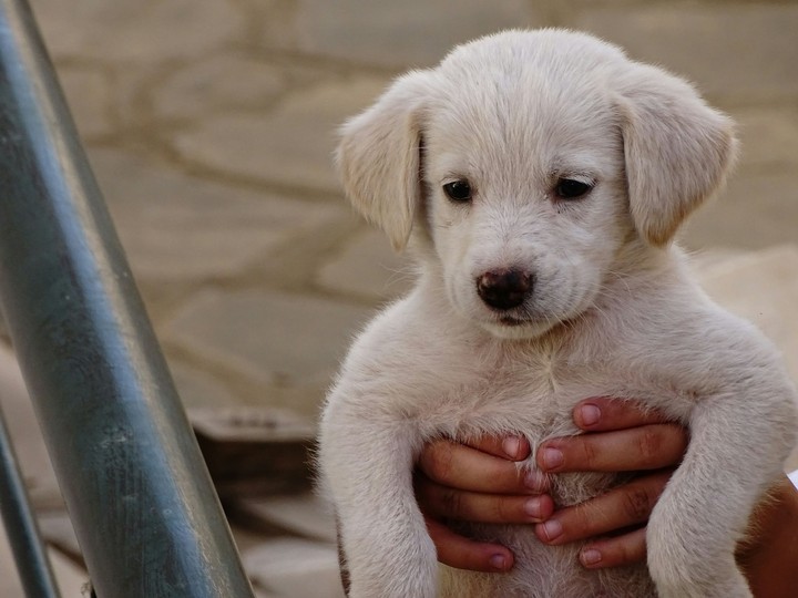 puppy