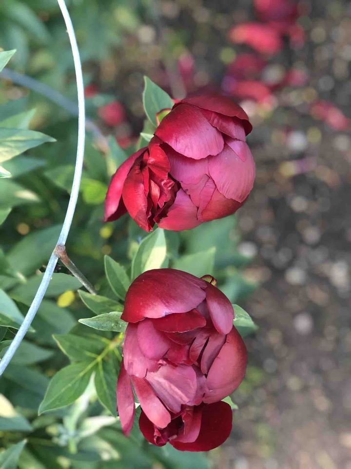Pink flower. The beautiful pair of flowers has mesmerised me