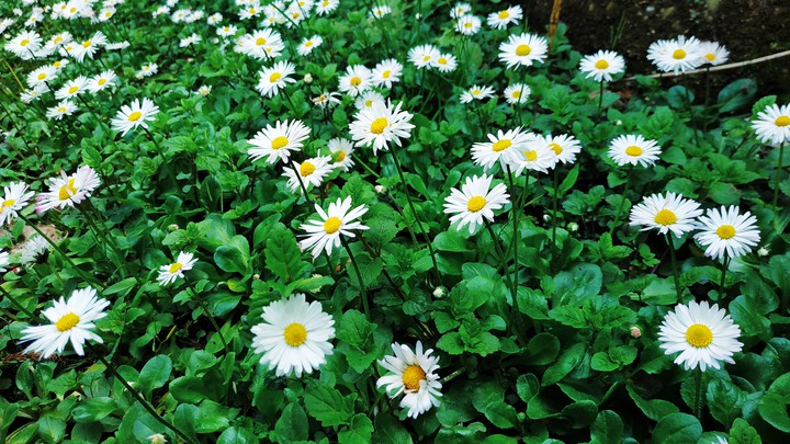 flowers