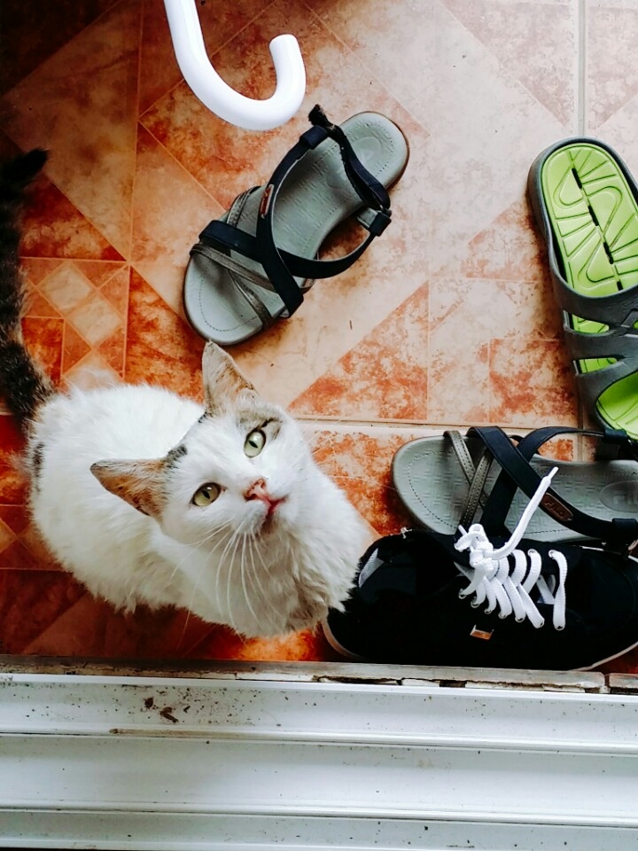 cute cat-야옹이