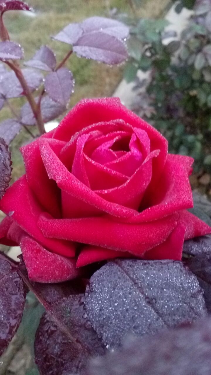 rose flower