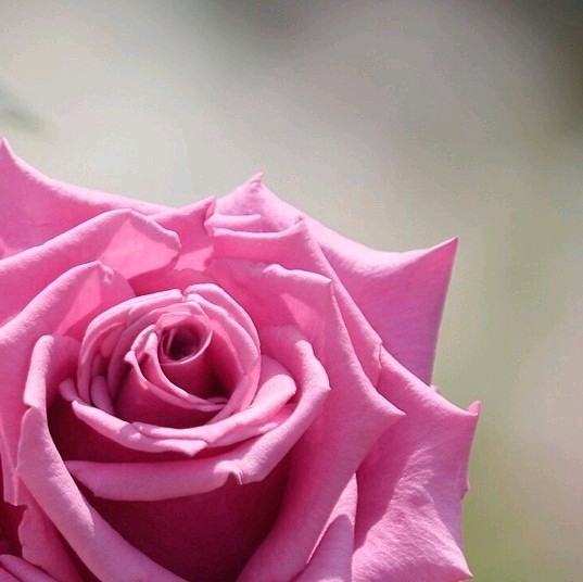 4x Rose