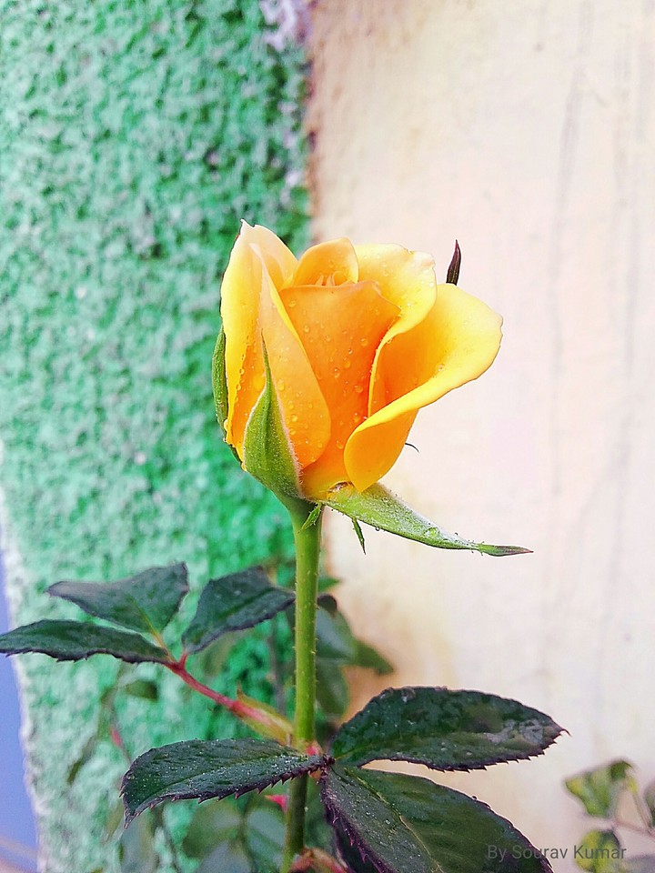 rose
