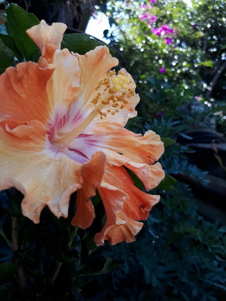 Clavel