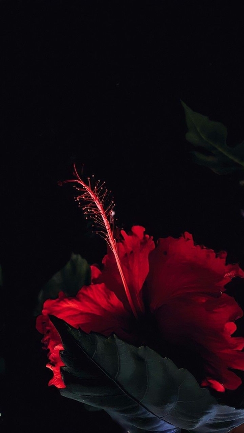 sfondi magenta, darkness