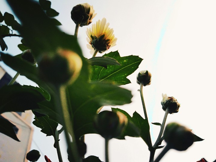 flower