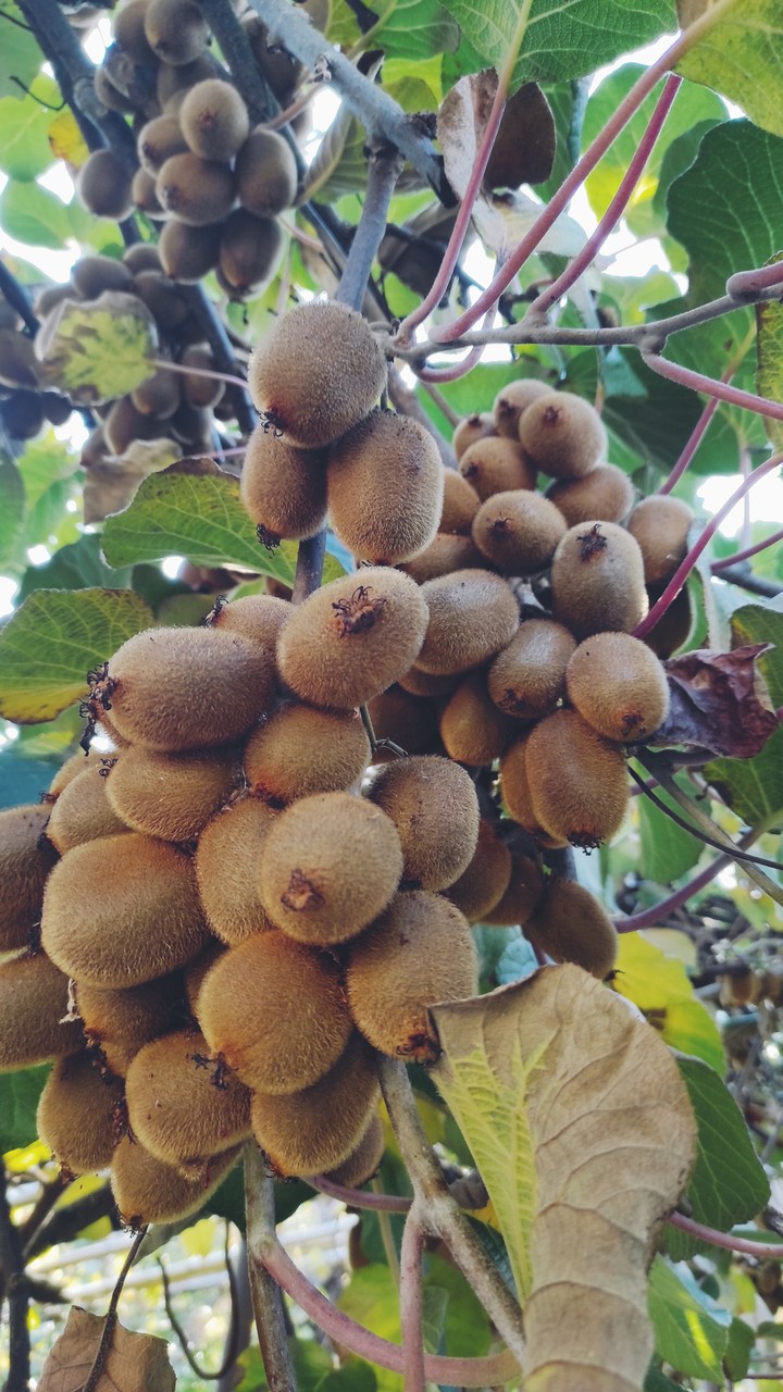 Kiwi