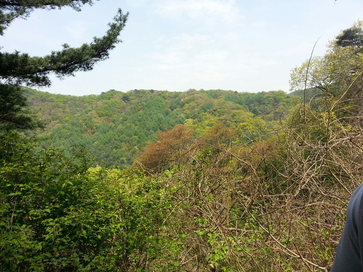 단풍