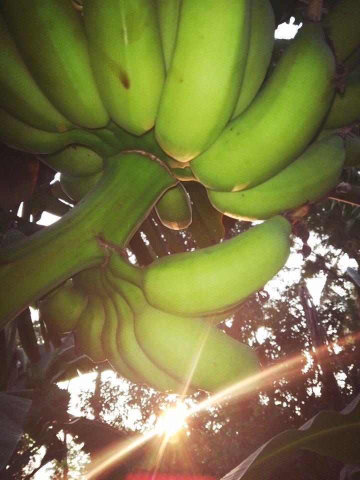banana