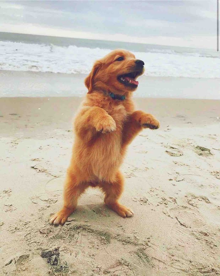 puppy