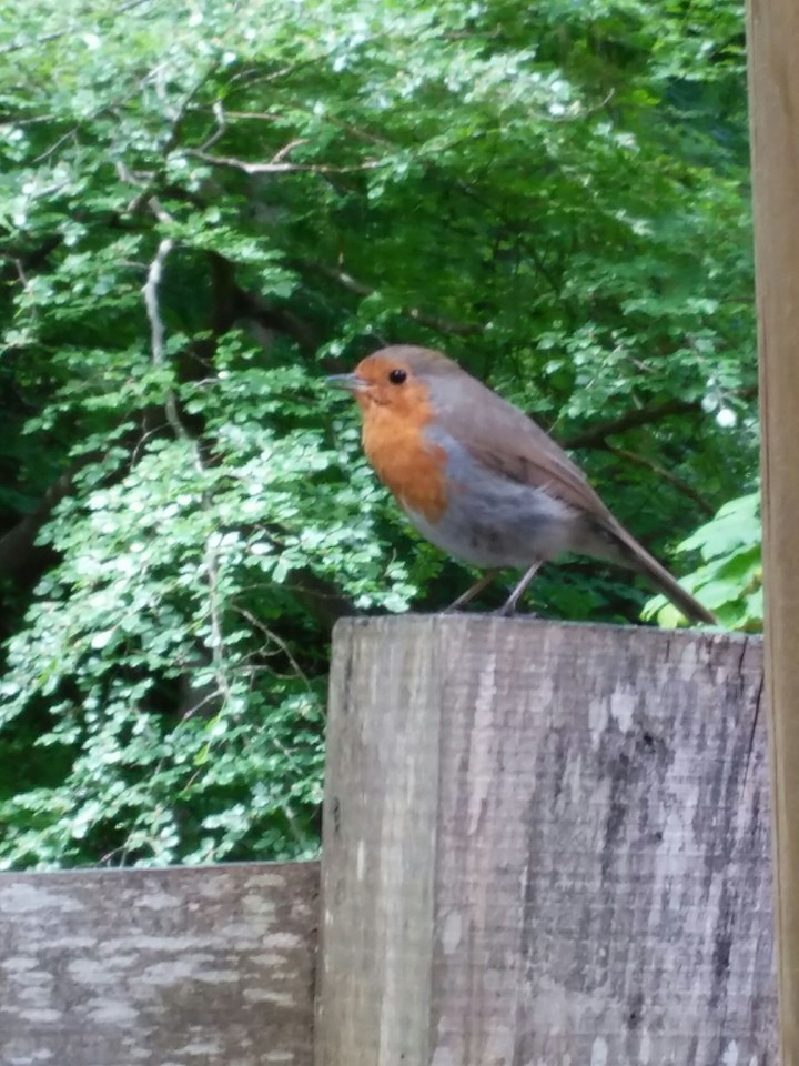 robin bird