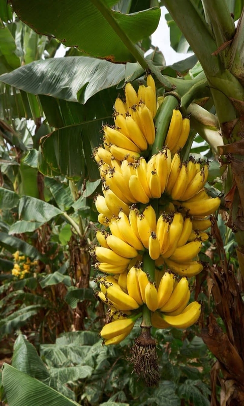 food, fruit duvar kağıtları