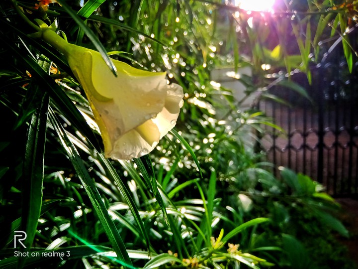 sunshine flower