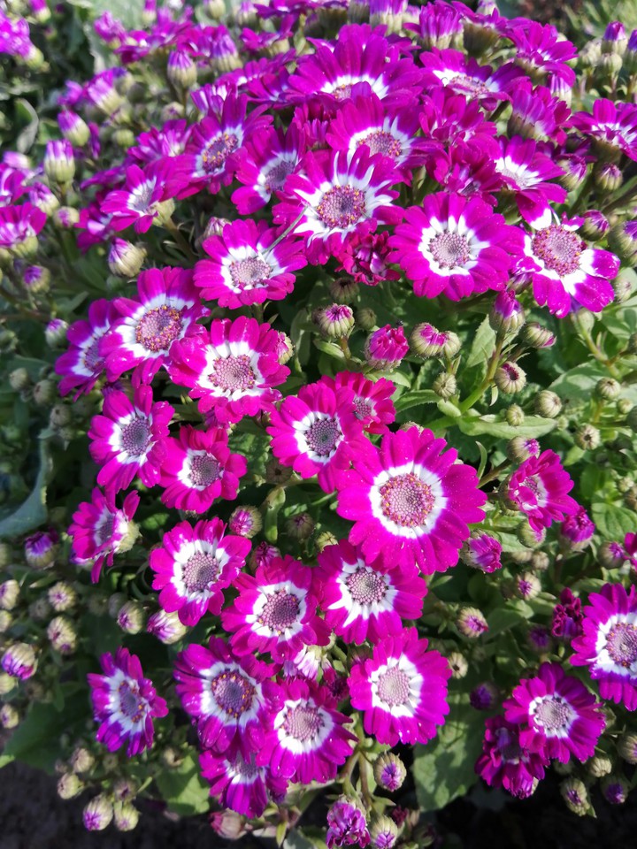 violet flowers