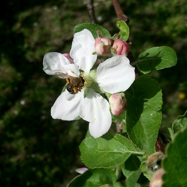 spring