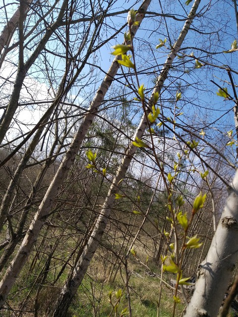 trees