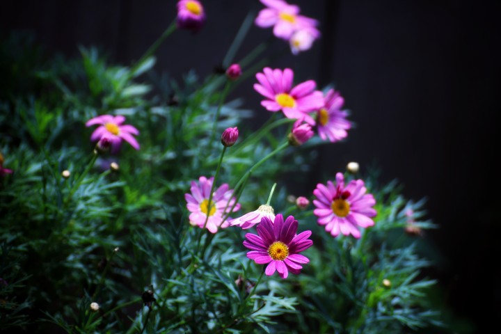 Flowers in summer