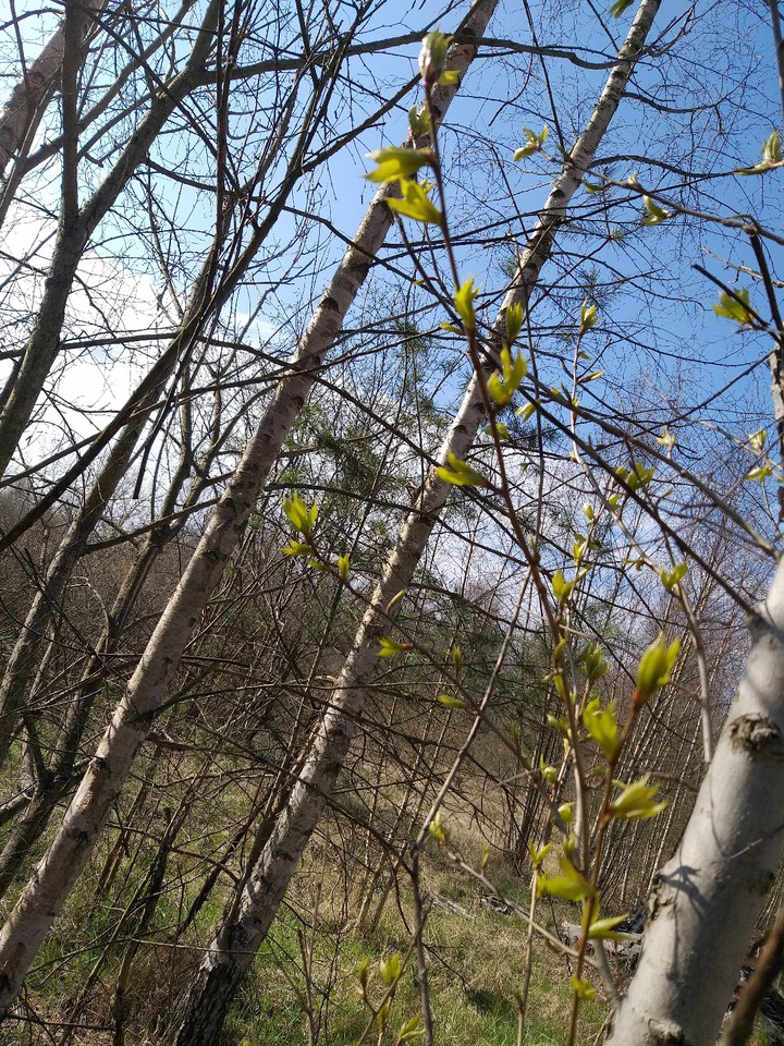 trees