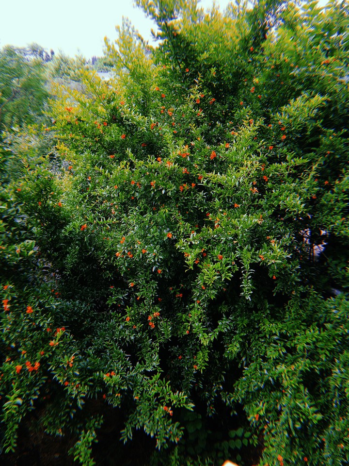 nature