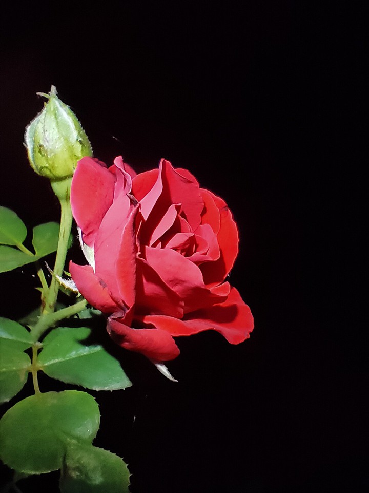 night beauty