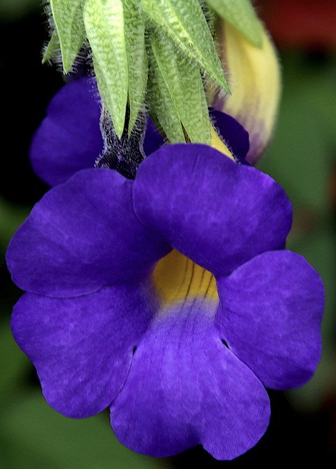 Purple Flower