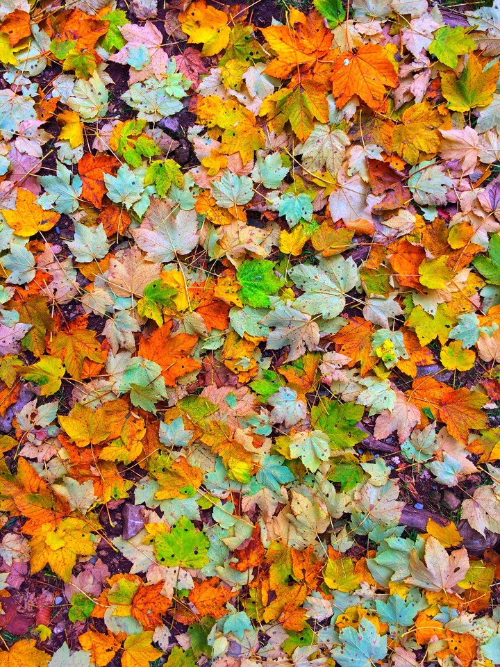 Leaves under your foots.